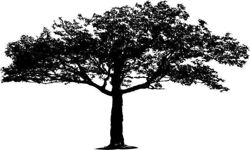 Naklejka na ścianę duże 200cm Drzewo DRX-9, 200x120 cm