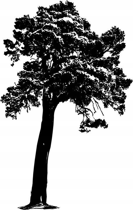 Naklejka na ścianę ścienna 2 metrowe Drzewo DRX-79, 200x120 cm