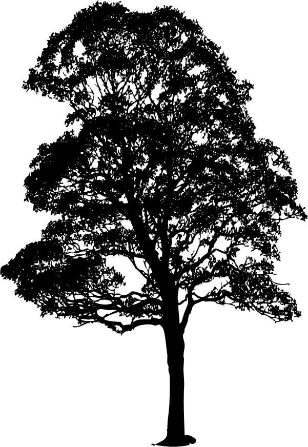 Naklejka na ścianę duże Drzewo 200 cm DRX-11, 200x120 cm