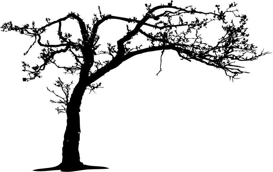 Naklejka na ścianę duże 200cm Drzewo DRX-10, 200x120 cm