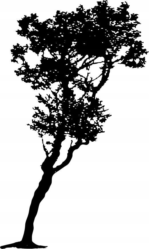 Naklejka na ścianę ścienna 2 metrowe Drzewo DRX-36, 200x120 cm