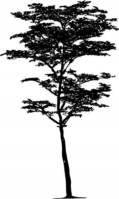 Naklejka na ścianę ścienna 2 metrowe Drzewo DRX-85, 200x120 cm