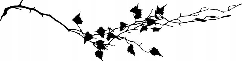 Naklejka na ścianę gałązka brzozy brzoza Bluszcz, 120x30 cm