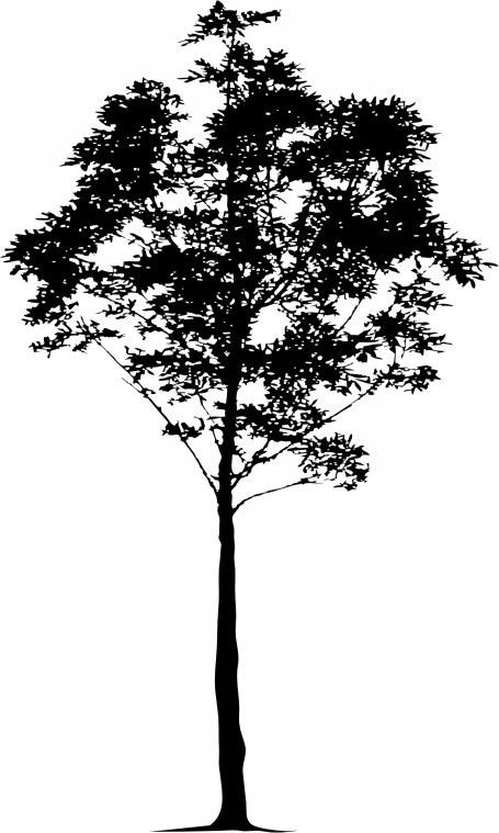 Naklejka na ścianę ścienna 2 metrowe Drzewo DRX-95, 200x120 cm