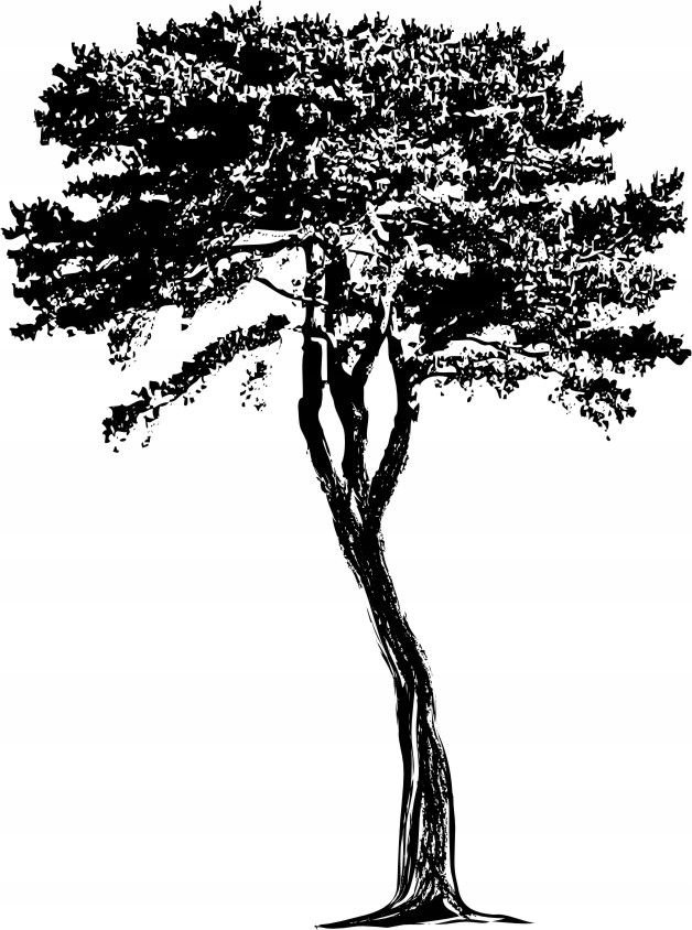 Naklejka na ścianę ścienna 2 metrowe Drzewo DRX-34, 200x120 cm