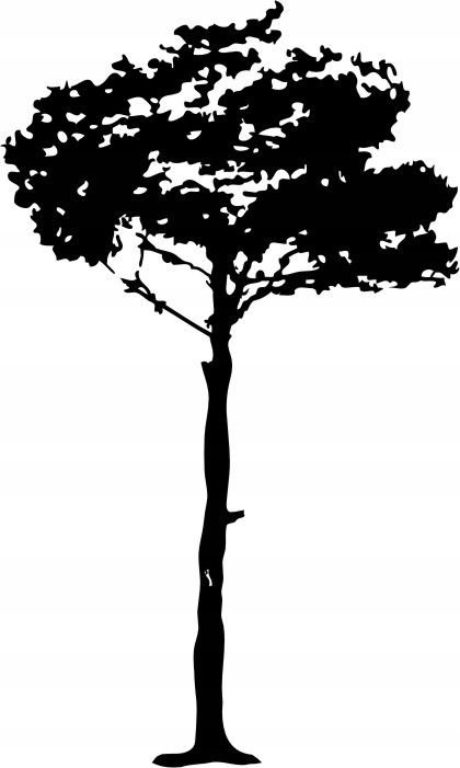 Naklejka na ścianę ścienna 2 metrowe Drzewo DRX-69, 200x120 cm