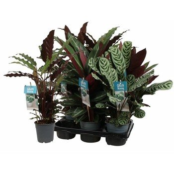 Calathea Doniczka Średnica 12Cm 1 Szt