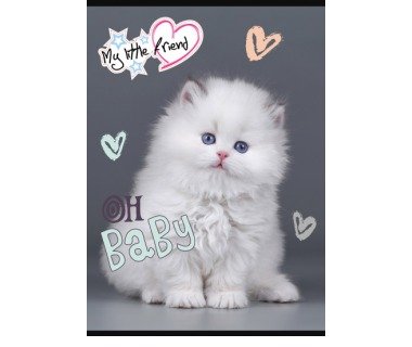 Zeszyt A5 16K 3-Linia Kolorowa My Little Friend Mix Pakiet 15 Szt.