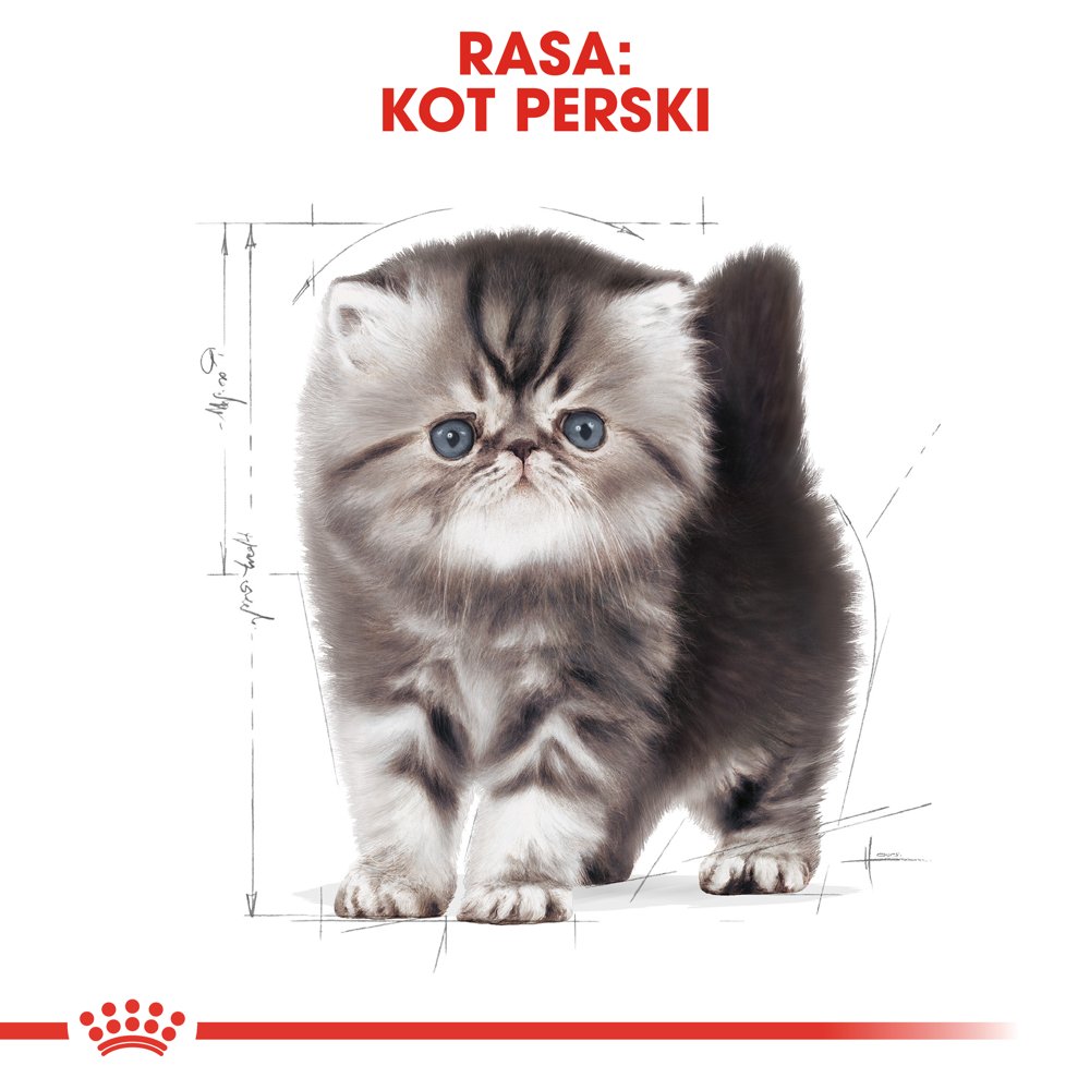 ROYAL CANIN Persian Kitten 2kg + niespodzianka dla kota GRATIS!