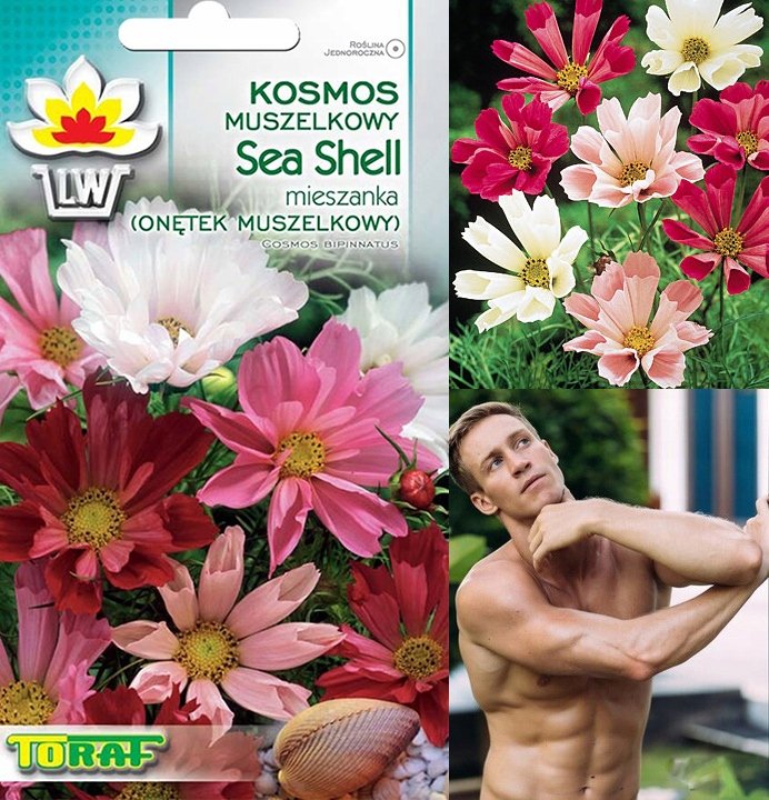 Toraf KWIATY Onętek Sea Shell muszelkowy 0,5g 00272