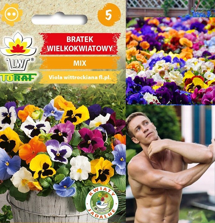 Toraf KWIATY Bratek wielkokwiatowy mix nasiona0,2g 00346