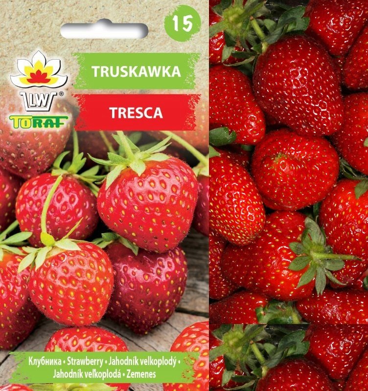 Truskawka TRESCA
Fragaria x ananassa