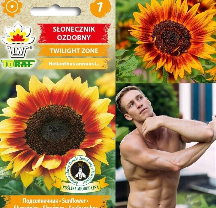Toraf KWIATY Słonecznik ozdobny mix nasiona 2g 00475