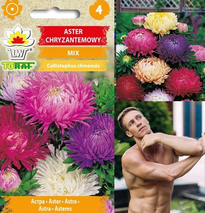 Toraf KWIATY Aster chryzantemowy mix nasiona 1g 00315