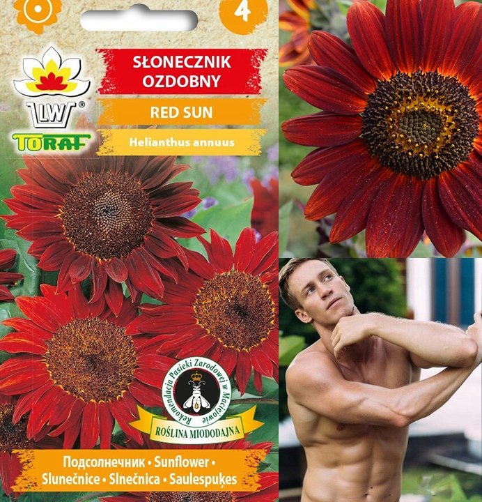 Toraf KWIATY Słonecznik Red Sun nasiona 2g 00476