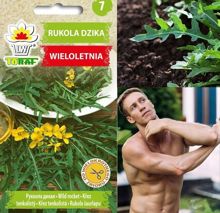 Rukola dzika wieloletnia
Diplotaxis tenuifolia