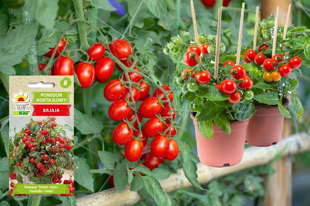 Pomidor koktajlowy karłowy BAJAJA (niski, balkonowy, czerwony) NEW Solanum lycopersicum L.