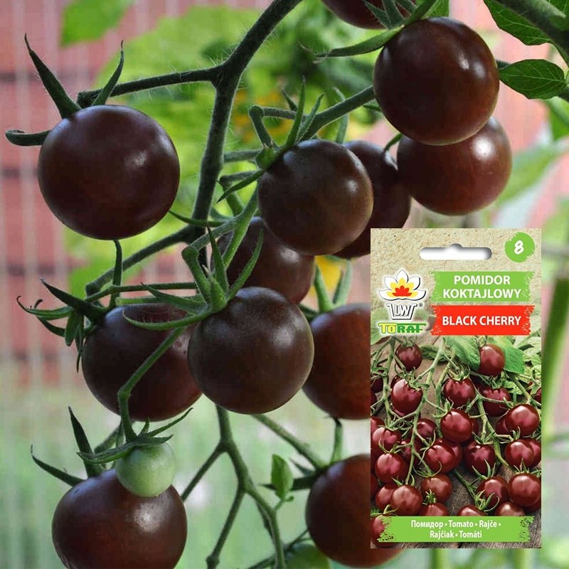 Toraf WARZYWA Pomidor Black Cherry nasiona 0,3g 01759