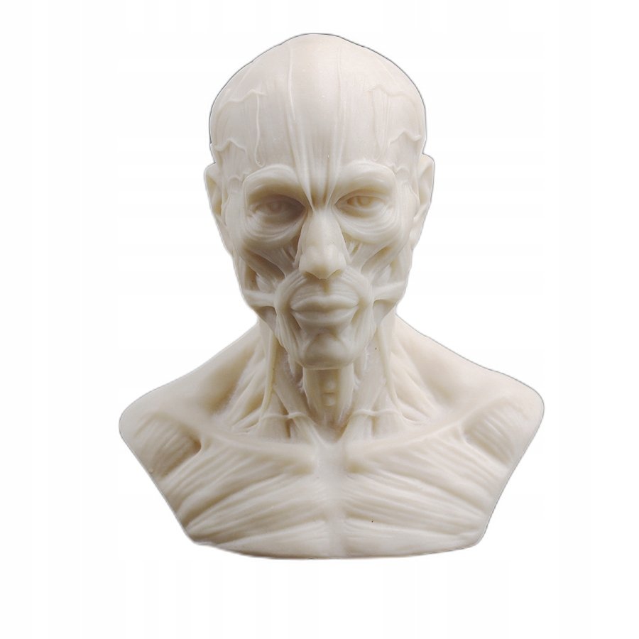 Popiersie anatomiczne