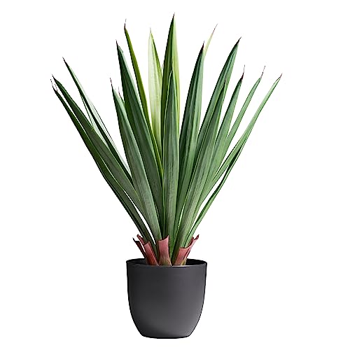 AMARE Dracaena Dracena, 70 cm, zielona, w doniczce z tworzywa sztucznego 17 x 16 cm
