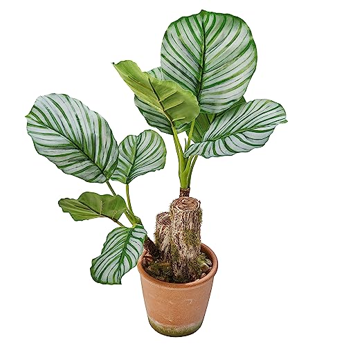AMARE Roślina Calatheap, 9 liści, 45 cm, w papierowej doniczce 13 x 12 cm, naturalna ze żwirem
