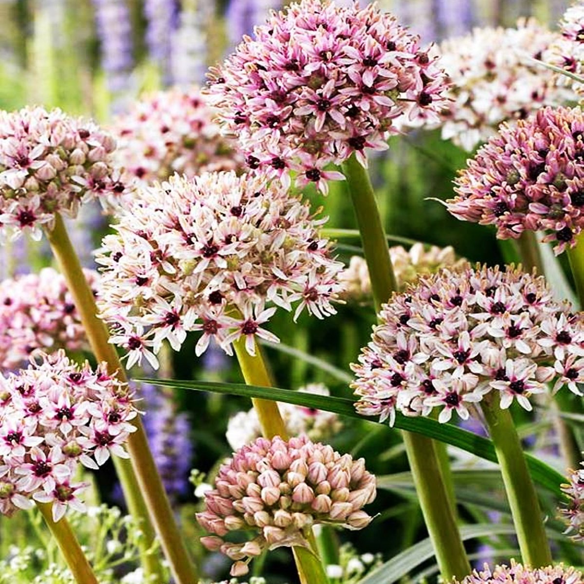 Allium Czosnek Ozdobny Silver Spring 1 szt cebulki