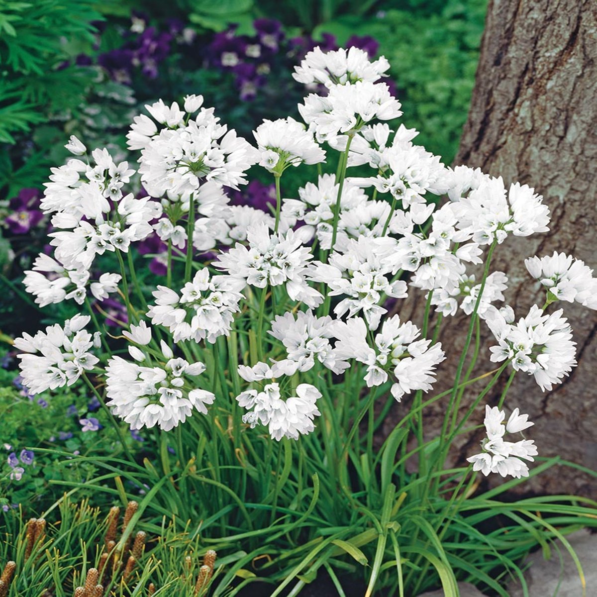 Allium Neapolitanum Czosnek Ozdobny Neapolitański 10 szt