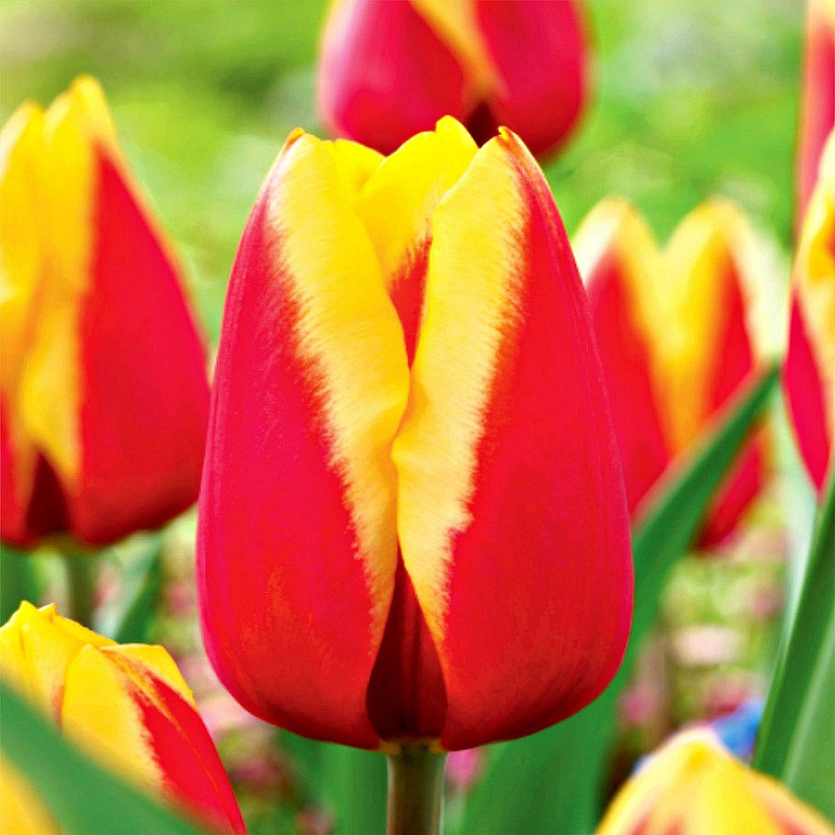 Tulipan Czerwono-Żółty 10 szt cebulki tulipanów Tulipany