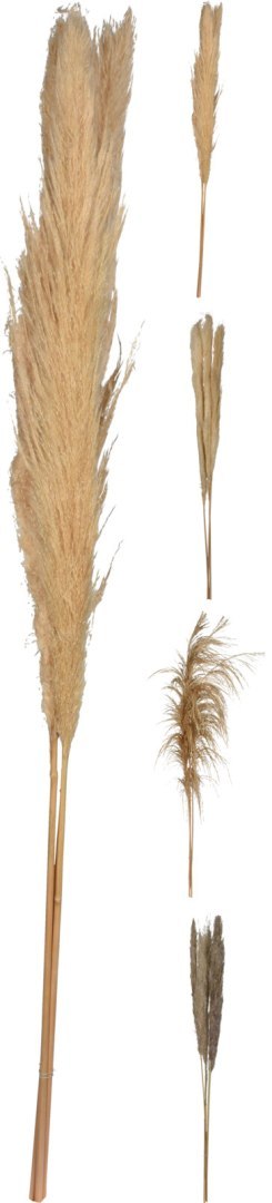 TRAWA PAMPASOWA 110-115CM 4 RODZAJE BOHO