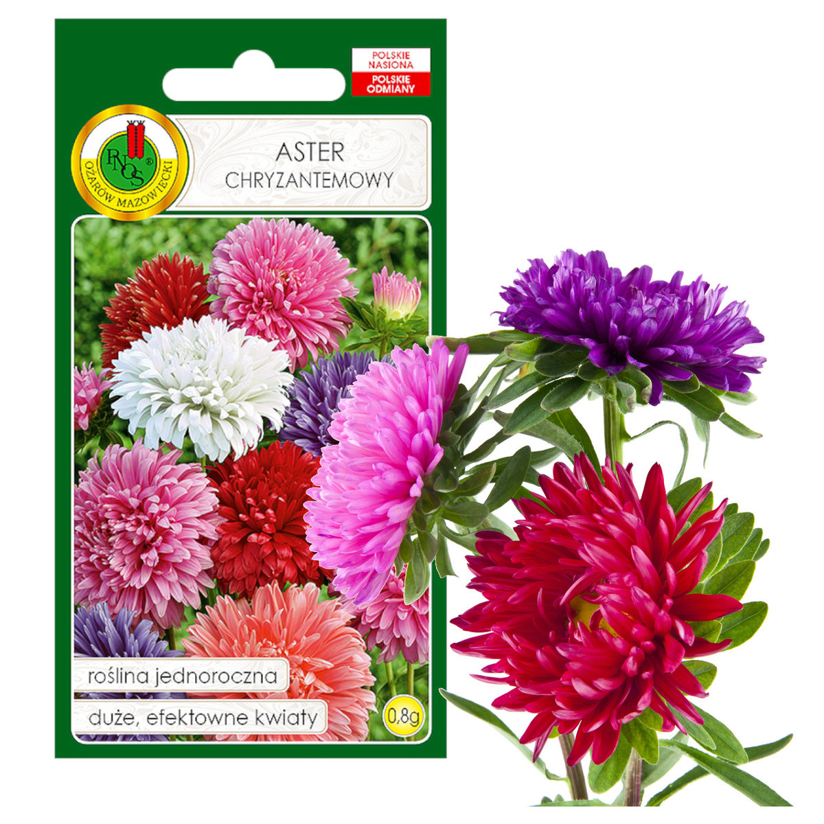 ASTER CHRYZANTEMOWY MIESZANY KWIAT NASIONA
