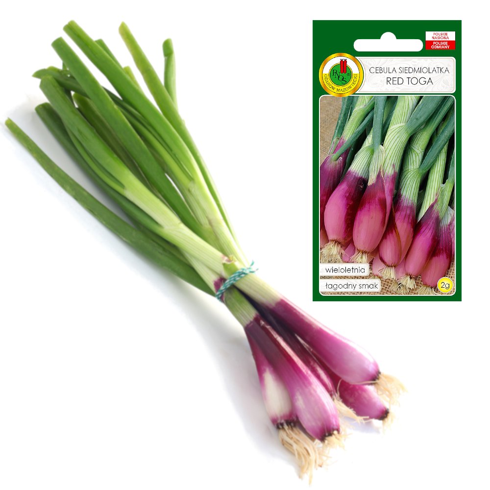 CEBULA RED TOGA SZCZYPIOR WIELOLETNIA NASIONA BEZ GMO