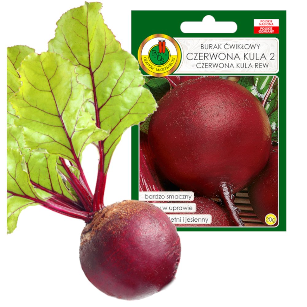 BURAK ĆWIKŁOWY KULA WCZESNY NASIONA BEZ GMO