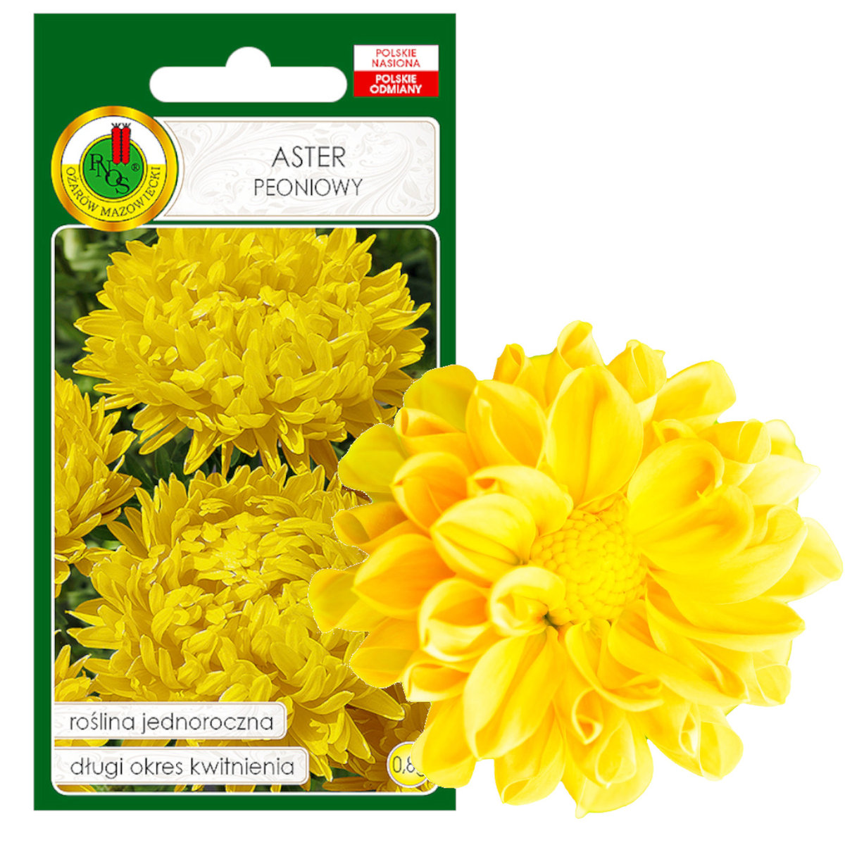 ASTER PEONIOWY ŻÓŁTY NA RABATY KWIAT NASIONA