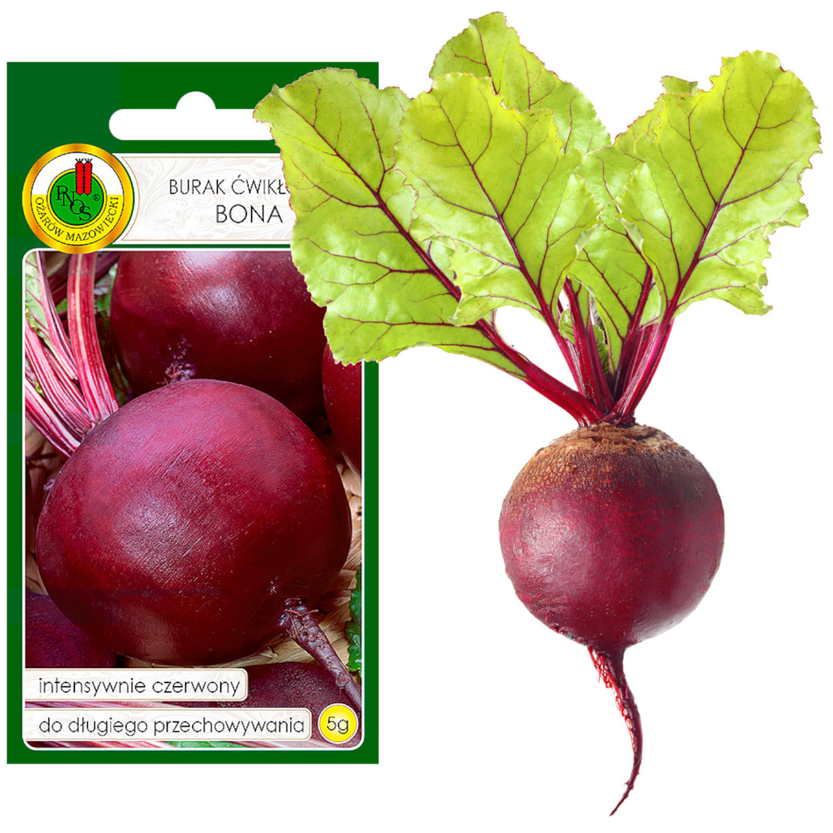 Burak Ćwikłowy Bona 5g Nasiona Śr. Późny NOWOŚĆ!