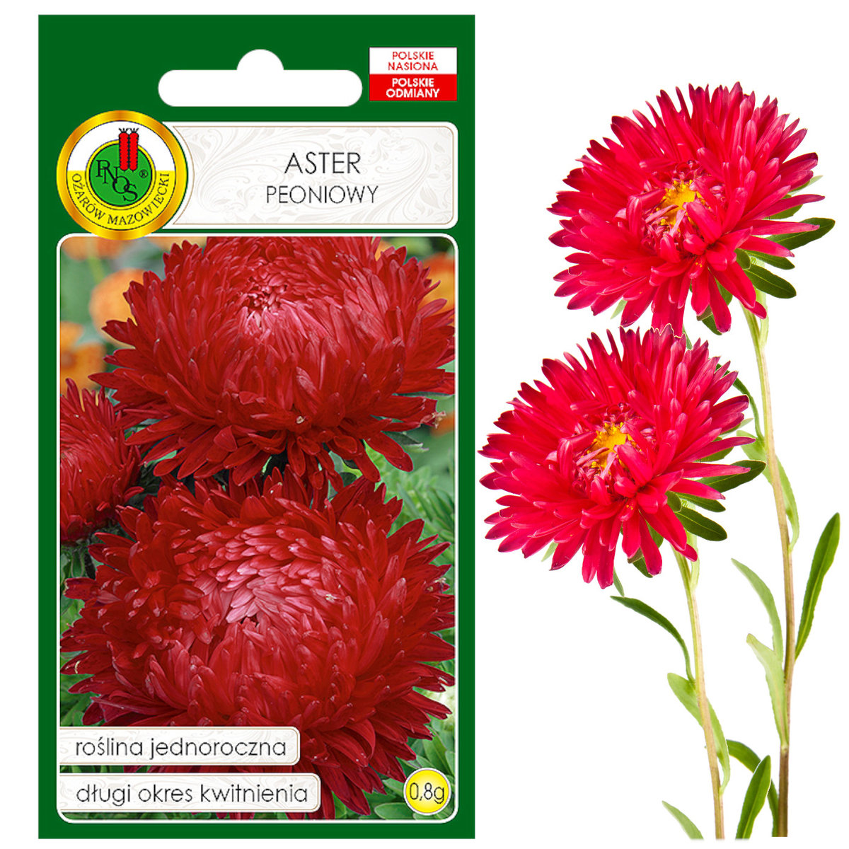 Aster Peoniowy Czerwony Na Rabaty Kwiat Nasiona