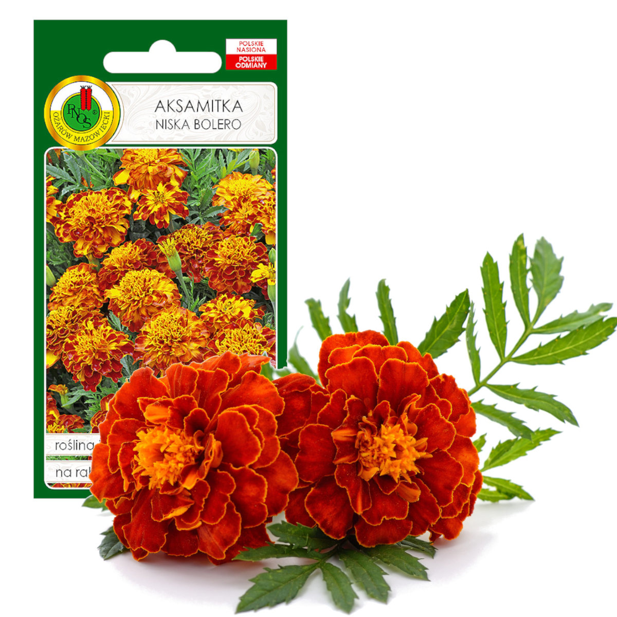 Aksamitka Pełna Niska Bolero Mahoń Kwiat Nasiona