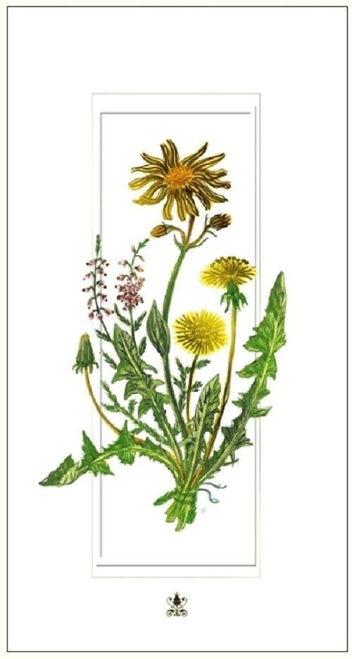 Karnet kwiaty mlecze 12x23 + koperta DaVinci OD 24,99zł