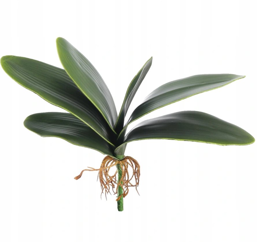 LIŚCIE DO STORCZYKA ORCHIDEI GUMOWE LIŚCIE STORCZYK ORCHIDEA Z KORZENIAMI PIK 31CM