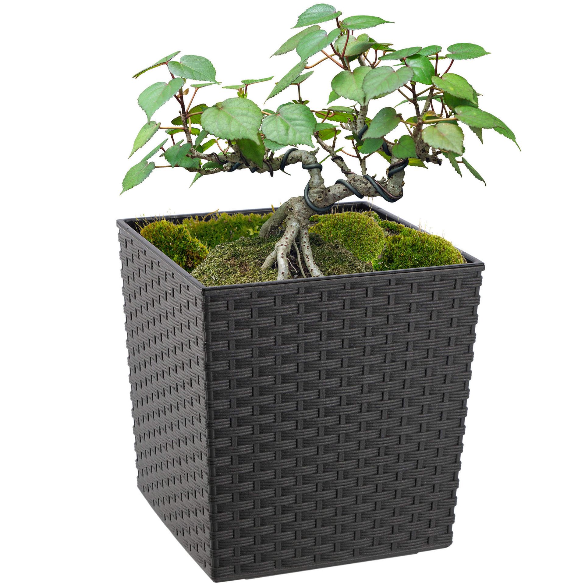 Donica na kwiaty z wkładem rattan 25 cm, grafit