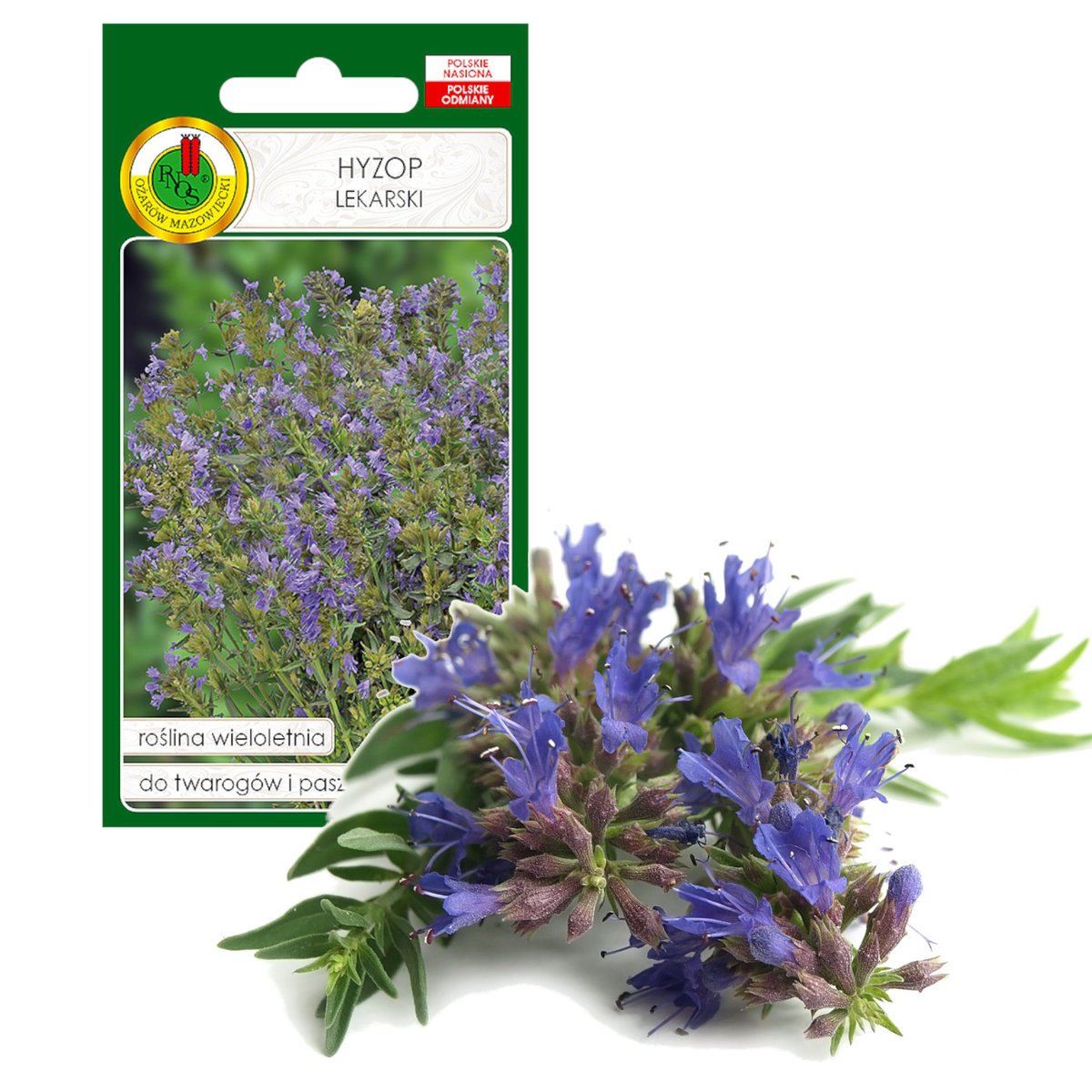 HYZOP LEKARSKI ZIOŁA NASIONA ZIÓŁ BEZ GMO