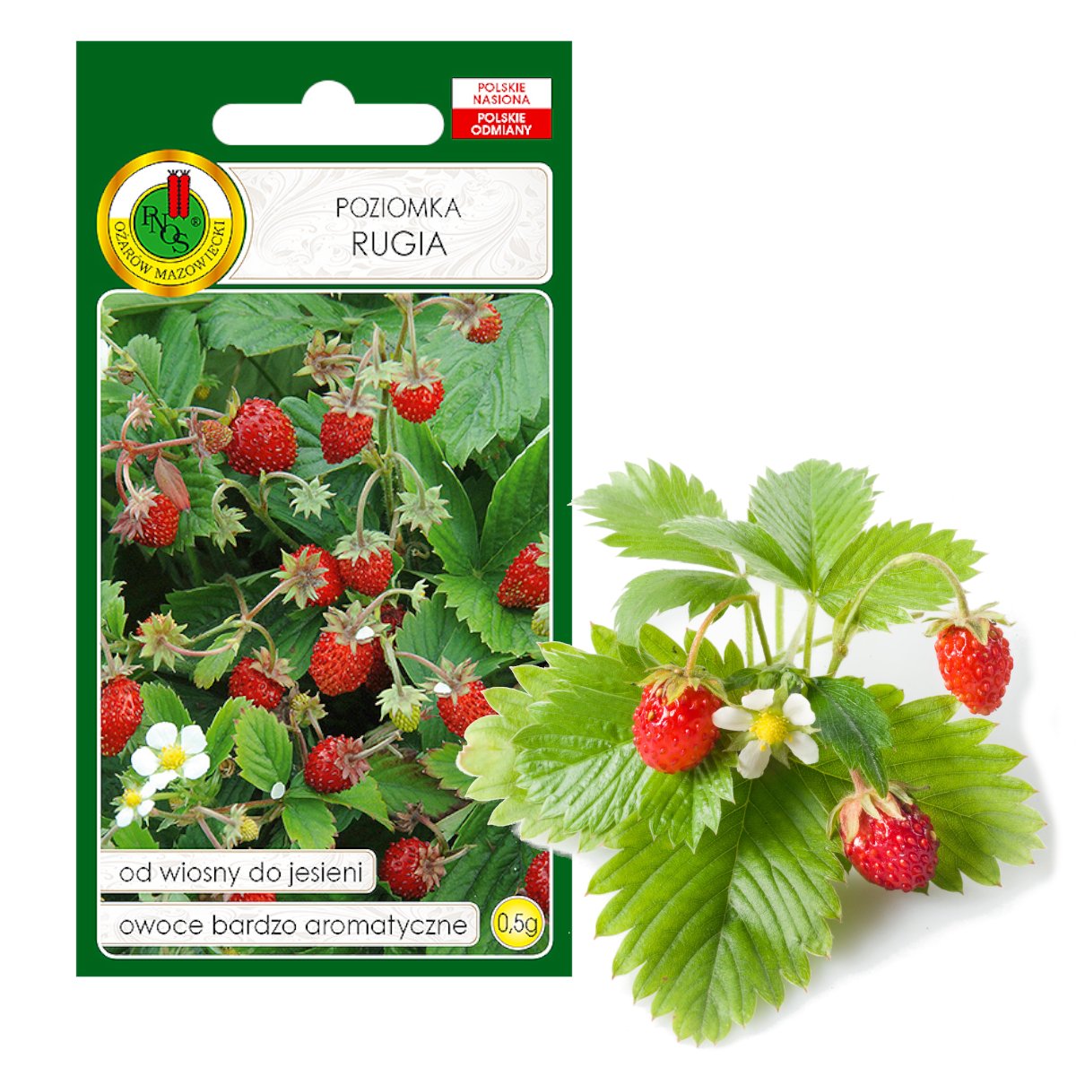 POZIOMKA RUGIA WIOSNA JESIEŃ NASIONA BEZ GMO