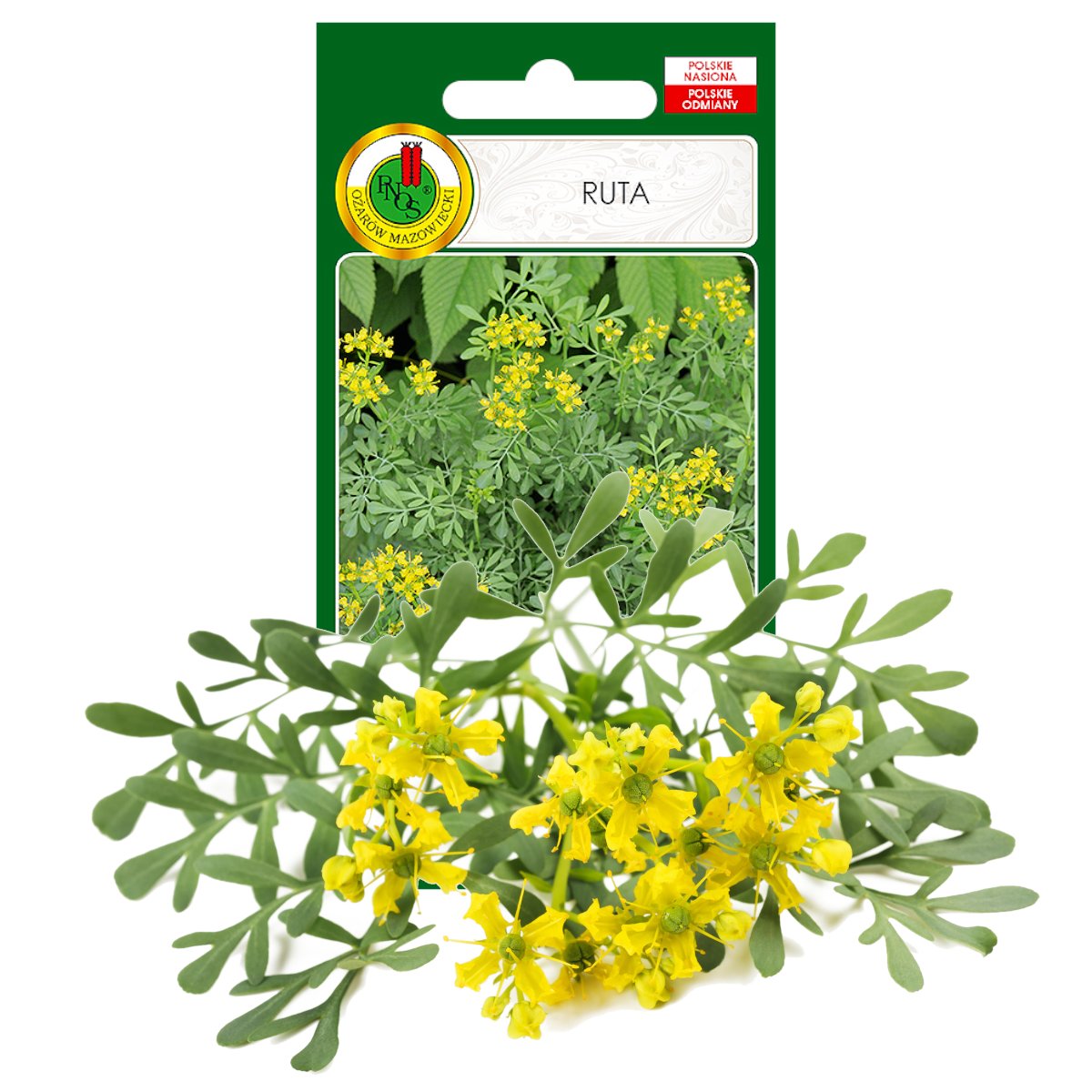 Ruta Piżmowy Aromat Zioła Nasiona Ziół Bez Gmo