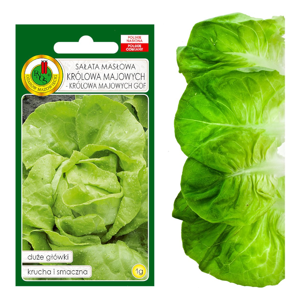 SAŁATA MASŁOWA KRÓLOWA MAJOWYCH  NASIONA BEZ GMO