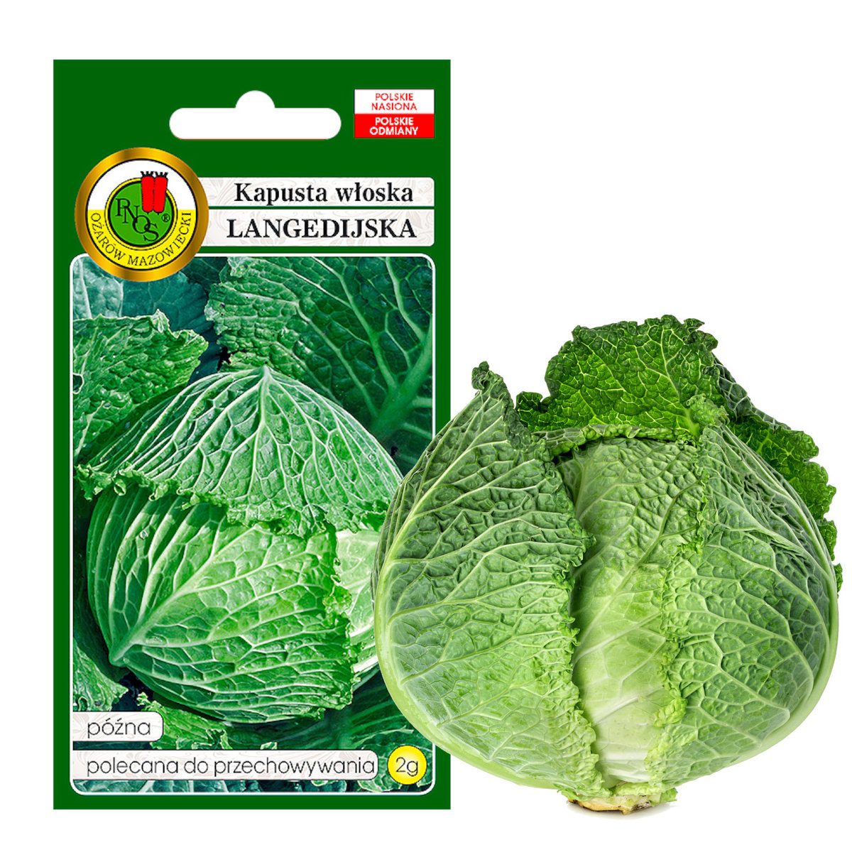 KAPUSTA WŁOSKA LANGEDIJSKA PÓŹNA NASIONA BEZ GMO