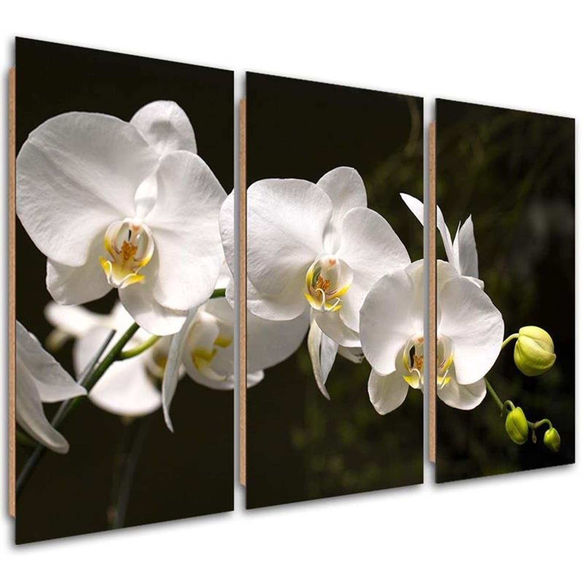 Obraz trzyczęściowy Deco Panel, Biała orchidea na czarnym tle (Rozmiar 120x80)