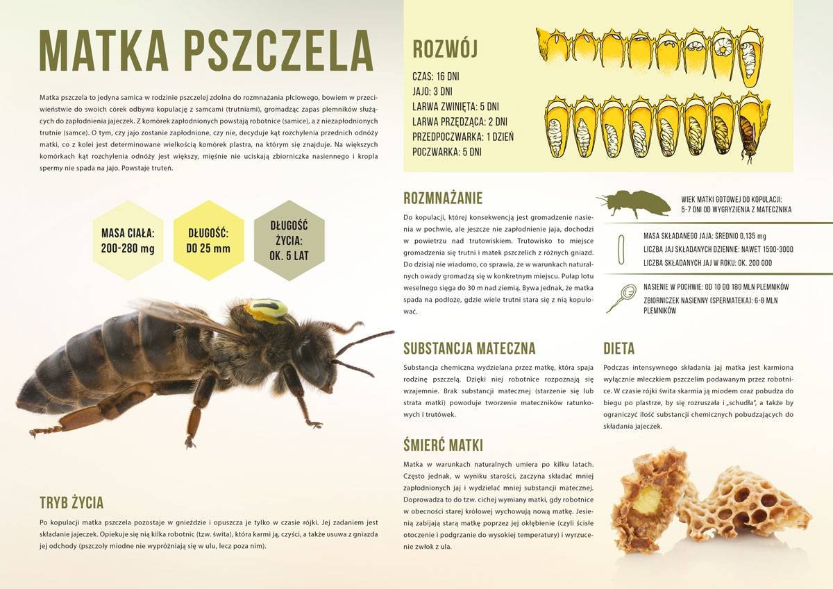 Średnia tablica edukacyjna MATKA PSZCZELA - wzór F249