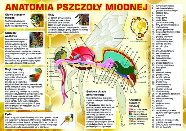 Średnia tablica informacyjna - wzór F223