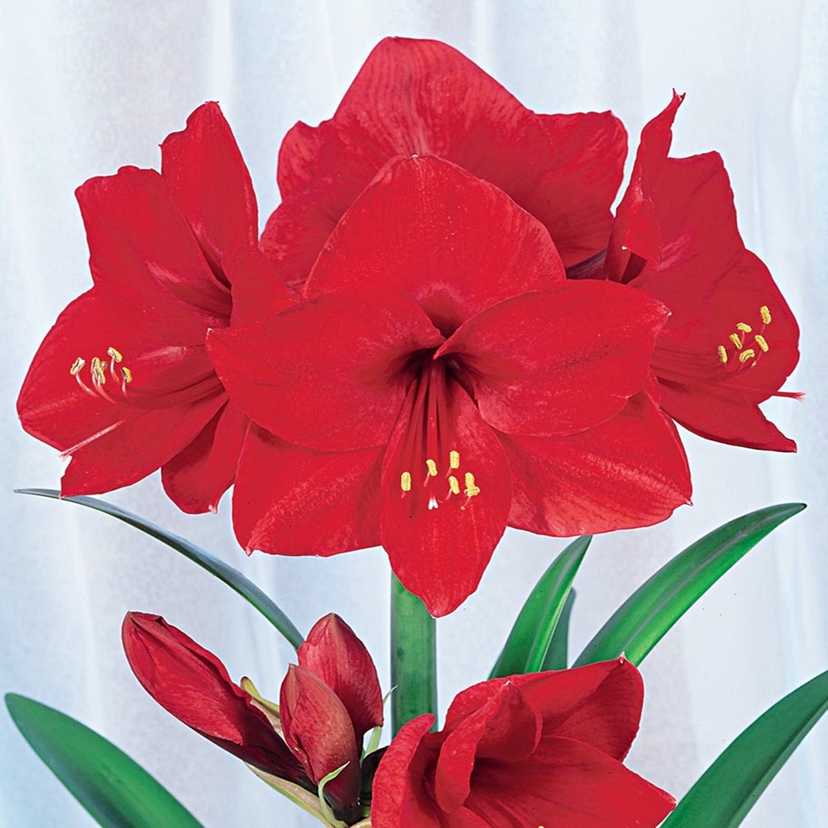 Hippeastrum Amarylis Red Lion 1 szt Cebula