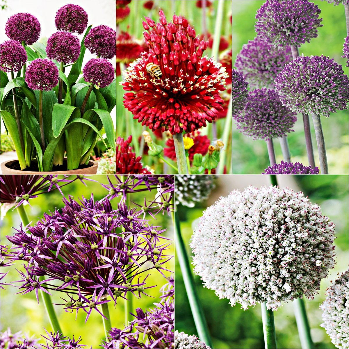 Zestaw 3 Allium Czosnek Ozdobny 5 odmian 9 szt