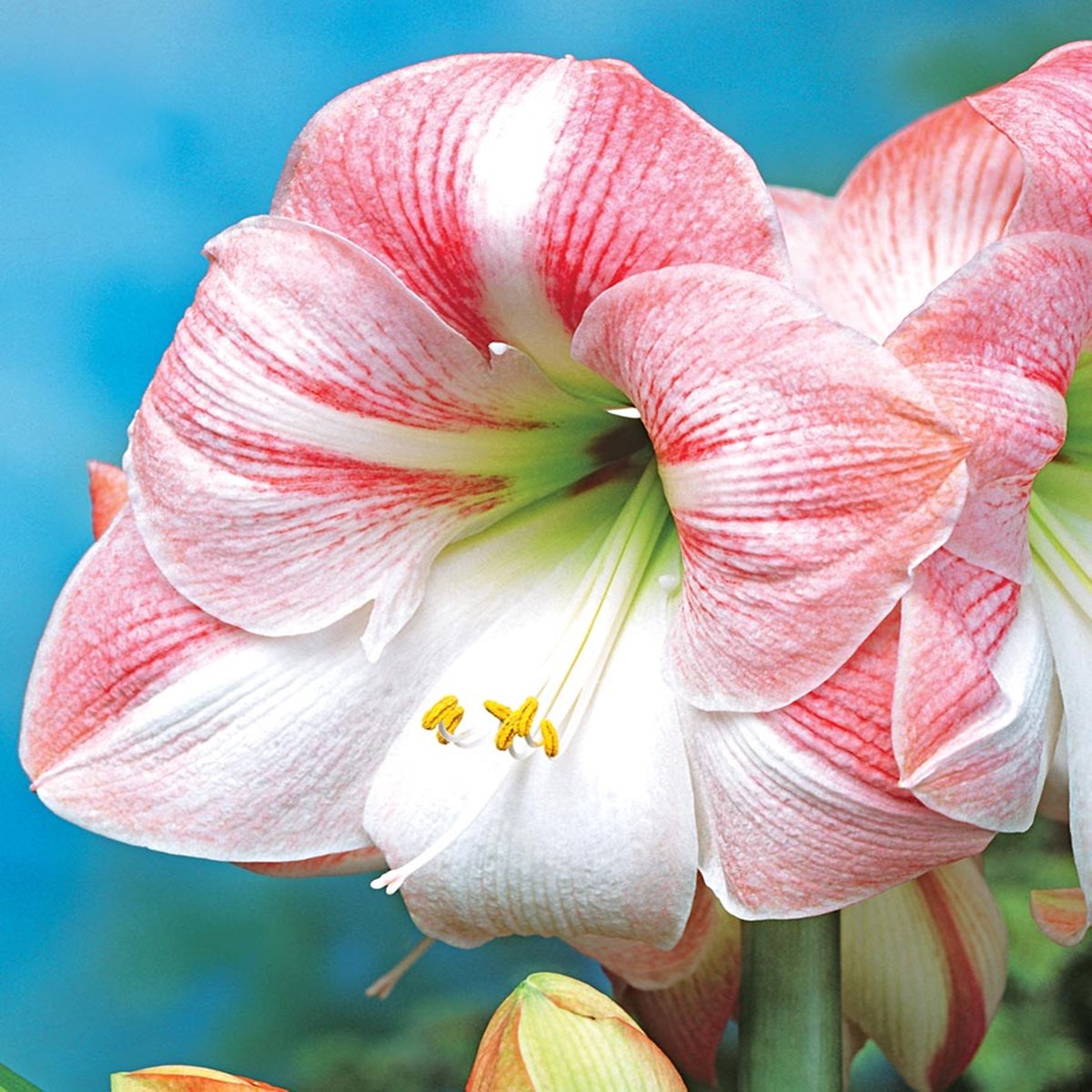 Hippeastrum Amarylis Apple Blossom 1 szt Cebula